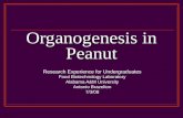 Organogenesis in Peanut Research Experience for Undergraduates Food Biotechnology Laboratory Alabama A&M University Antonio Brazelton 7/3/08.