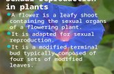 Sexual reproduction in plants A flower is a leafy shoot containing the sexual organs of a flowering plant. It is adapted for sexual reproduction. It is.