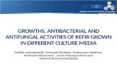 Sirindhorn International Institute of Technology Thammasat University GROWTHS, ANTIBACTERIAL AND ANTIFUNGAL ACTIVITIES OF KEFIR GROWN IN DIFFERENT CULTURE.