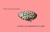 The human brain … … tricks us whenever it can!. Sensation and Perception Sensation: what occurs when a stimulus activates a receptor Perception: the organization.