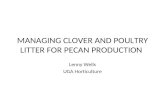MANAGING CLOVER AND POULTRY LITTER FOR PECAN PRODUCTION Lenny Wells UGA Horticulture.