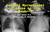 Genital Mycoplasmal Disease in the Newborn John Baier M.D. University of Manitoba.
