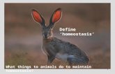 1 Define ‘homeostasis’ What things to animals do to maintain homeostasis?