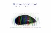Mitochondrial Inheritance. The Circular Chromosome of the Mitochondrion A nuclear chromosome is huge and linear.The mitochondrial chromosome is circular.