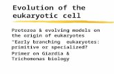Evolution of the eukaryotic cell Protozoa & evolving models on the origin of eukaryotes “Early branching” eukaryotes: primitive or specialized? Primer.