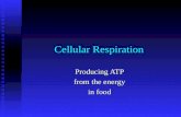 Cellular Respiration Producing ATP from the energy in food.