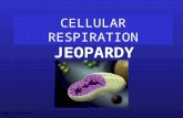 CELLULAR RESPIRATION JEOPARDY S2C06 Jeopardy Review.