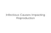 Infectious Causes Impacting Reproduction. Fetal Mummification Fetus dies, uterus contracts, and fluid is resorbed  fetus becomes dry/firm –Thickened.