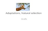 Adaptations, Natural selection Giraffe. Herds Acacia nilotica.