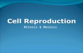 Mitosis & Meiosis. Cell Cycle G1 (Gap 1)- cells carry out normal metabolic activities for day to day functions. S (Synthesis)- DNA is replicated (duplicated,