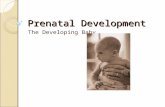 Prenatal Development The Developing Baby. Conception The process of the sperm fertilizing the ovum. ◦ Sperm- male cell ◦ Ovum- women egg cell.