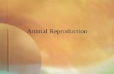 Animal Reproduction. Modes of Reproduction 2 modes: –asexual reproduction fission budding regeneration parthenogenesis.