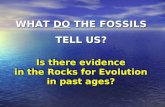 Is there evidence in the Rocks for Evolution in past ages? WHAT DO THE FOSSILS TELL US?