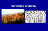 Hardwood anatomy. Hardwoods - vessel element and pores Vessel element Fibers.