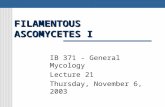 FILAMENTOUS ASCOMYCETES I IB 371 - General Mycology Lecture 21 Thursday, November 6, 2003.