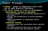 Plant Tissues Tissue – group of vegetative cells with one or more specific functions. Two kinds based on state of development: Meristematic tissues or.