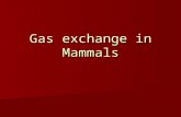 Gas exchange in Mammals. Gas Exchange in Mammals Delivery of O 2 to gas exchange surface (alveoli) and removal of CO 2 from capillaries and out of the.