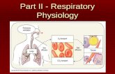 Part II - Respiratory Physiology. 4 distinct events  Pulmonary ventilation: air is moved in and out of the lungs  External respiration: gas exchange.