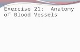 Exercise 21: Anatomy of Blood Vessels. Blood Vessels: The Vascular System Figure 11.9b Very thick tunica media in arteries Only tunica intima in capillaries.