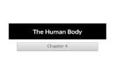 The Human Body Chapter 4. The Planes of the Body Anterior Posterior Midline Midclavicular line Midaxillary Anterior Posterior Midline Midclavicular line.