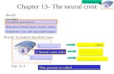 Chapter 13- The neural crest Ectoderm-skin/nerves Endoderm- Gut and associated organs Mesoderm-Blood, heart, kidney, bones Recall lineages Recall- Ectoderm.