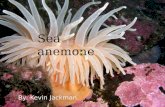 By: Kevin Jackman Sea anemone. Sea @nemone origin The sea anemone has many different types of its kind The scientific name for the crimson anemone is.