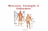 Muscular Strength & Endurance. Reasons for Strength Training Prevent & rehab injury Control body weight Prevent or treat osteoporosis Enhance athletic.
