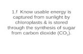 1.f Know usable energy is captured from sunlight by chloroplasts & is stored through the synthesis of sugar from carbon dioxide (CO 2 ).