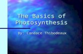 The Basics of Photosynthesis By: Candace Thibodeaux.