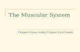 The Muscular System Chapter 8 (new book); Chapter 6 (old book)