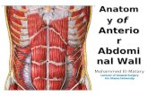 Anatomy of Anterior Abdomin al Wall Mohammed El-Matary Lecturer of General Surgery Ain Shams University.