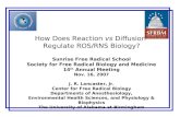 How Does Reaction vs Diffusion Regulate ROS/RNS Biology? Sunrise Free Radical School Society for Free Radical Biology and Medicine 14 th Annual Meeting.