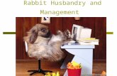 Rabbit Husbandry and Management. Identification  All adult rabbits should be identified individually.  The most common identification method is an ear.