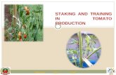 STAKING AND TRAINING IN TOMATO PRODUCTION Previous NextEnd.