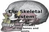 The Skeletal System: Structure, Function, and Diseases of the bones and joints of the bones and joints.