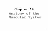 1 Chapter 10 Anatomy of the Muscular System. Introduction  There are over 600 muscles in the body  Muscles make up 40-50% of our weight  Muscle helps.
