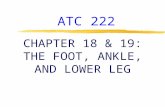 ATC 222 CHAPTER 18 & 19: THE FOOT, ANKLE, AND LOWER LEG.