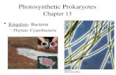 Photosynthetic Prokaryotes Chapter 13 Kingdom- Bacteria –Phylum- Cyanobacteria.