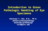Introduction to Gross Pathologic Handling of Eye Specimens Charleen T. Chu, M.D., Ph.D. Division of Neuropathology University of Pittsburgh ctc4@pitt.edu.