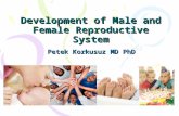 Development of Male and Female Reproductive System Petek Korkusuz MD PhD.