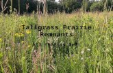 Tallgrass Prairie Remnants All that is left. USFWS GRANT  CA/Standard/US/2013_Sept.shtm .