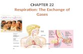 CHAPTER 22 Respiration: The Exchange of Gases MECHANISMS OF GAS EXCHANGE Gas exchange is the interchange of O 2 and CO 2 between an organism and its.