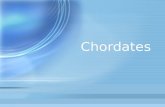 Chordates. Phylum Chordata Chordates What is a chordate? –1. Has either a backbone or a notochord (vertebrate) –2. Can either be an ectotherm or an endotherm.