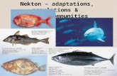 Nekton – adaptations, populations & communities. How can 26k spp. of fish coexist in a ‘homogeneous’ habitat? 50% of vertebrate species Why is this coexistence.