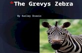 By Kailey Ocasio. The Grevy zebra is named after former French president Jules Grevy's.