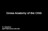 Gross Anatomy of the CNS S.J. Potashner sjp9713@neuron.uchc.edu.