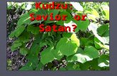 Kudzu: Savior or Satan?. ► Originally introduced into US from Japan, 1876 ► Introduced into the South in New Orleans as fast- growing decorative vine,