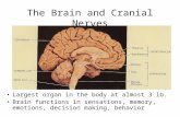 The Brain and Cranial Nerves Largest organ in the body at almost 3 lb. Brain functions in sensations, memory, emotions, decision making, behavior.