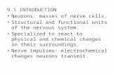 9.1 INTRODUCTION Neurons: masses of nerve cells. Structural and functional units of the nervous system. Specialized to react to physical and chemical changes.