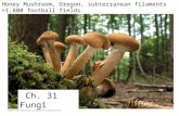 Fig. 31-1 Honey Mushroom, Oregon, subterranean filaments =1,800 football fields Ch. 31 Fungi.